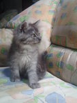 Comot - Siberian Cat