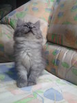 Comot - Siberian Cat