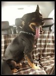 Arthur - Rottweiler Mix Dog