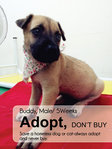 Buddy - Mixed Breed Dog