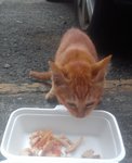 Roksana And Her Kittens - Calico Cat