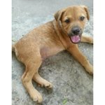 Rocky - Mixed Breed Dog