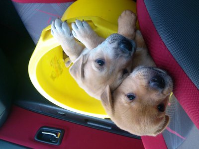 Red Ranger &amp; Blue Ranger - Mixed Breed Dog