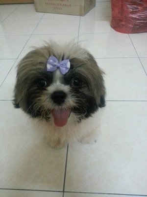 Shih Tzu - Shih Tzu Dog