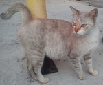 Minoo - Domestic Short Hair Cat