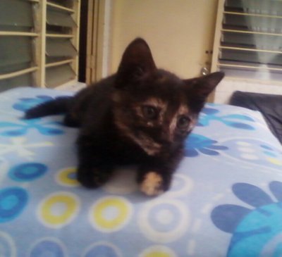 Tortoise Gray Kitten - Domestic Short Hair Cat