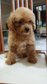 Toy Poodle (Brown Color) - Poodle Dog