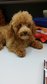 Toy Poodle (Brown Color) - Poodle Dog