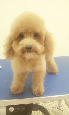 Toy Poodle (Brown Color) - Poodle Dog