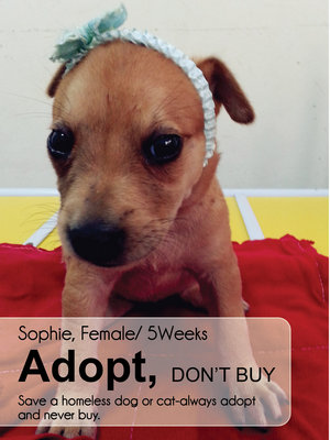 Sophie - Mixed Breed Dog