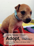 Sophie - Mixed Breed Dog