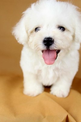 Bichon Frise (Male 1)  - Bichon Frise Dog