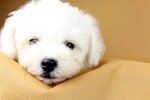 Bichon Frise (Male 1)  - Bichon Frise Dog