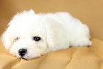 Bichon Frise (Male 1)  - Bichon Frise Dog