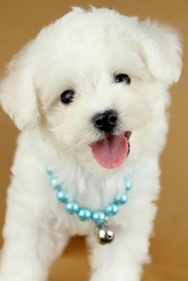 Bichon Frise (Female 2) - Bichon Frise Dog