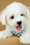 Bichon Frise (Female 2) - Bichon Frise Dog