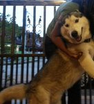 Lycan - Siberian Husky Dog