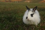 Trixxie - Angora Rabbit Rabbit