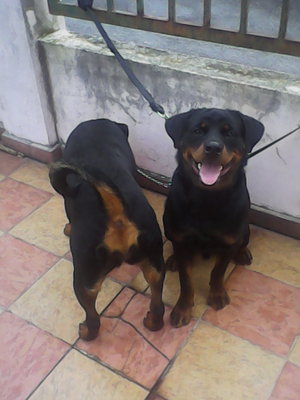 Rottwiller - Rottweiler Dog