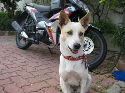 Whisky - Jack Russell Terrier Mix Dog