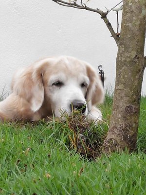 Golden - Golden Retriever Dog