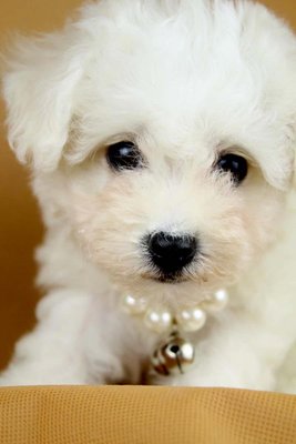 Bichon Frise (Female 3) - Bichon Frise Dog