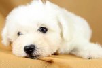 Bichon Frise (Female 3) - Bichon Frise Dog