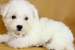 Bichon Frise (Female 3) - Bichon Frise Dog