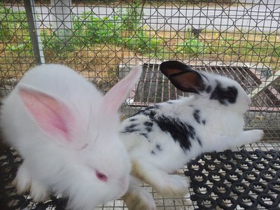 Baby Rabbit - Angora Rabbit Rabbit