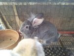 Baby Rabbit - Angora Rabbit Rabbit