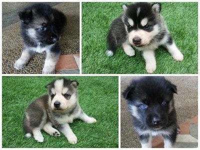 Wts Puppies For Sale Husky Mix - Siberian Husky + German Shepherd Dog Dog