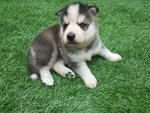 Female 1 Husky