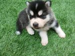 Male 1 Husky