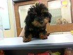 Black &amp; Tan Toy Poodle - Poodle Dog