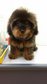 Black &amp; Tan Toy Poodle - Poodle Dog