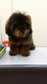 Black &amp; Tan Toy Poodle - Poodle Dog