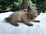 Vico - Domestic Medium Hair Cat