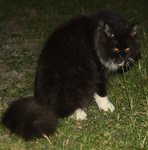 Bw - Domestic Long Hair Cat