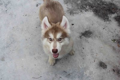 Real Big Bone Wooly Husky - Siberian Husky Dog