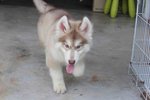 Real Big Bone Wooly Husky - Siberian Husky Dog