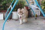 Real Big Bone Wooly Husky - Siberian Husky Dog