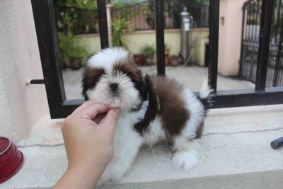 Taiwan Breed Shih Tzu Puppy  - Shih Tzu Dog