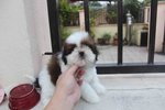 Taiwan Breed Shih Tzu Puppy  - Shih Tzu Dog