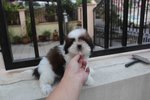 Taiwan Breed Shih Tzu Puppy  - Shih Tzu Dog