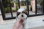 Taiwan Breed Shih Tzu Puppy  - Shih Tzu Dog