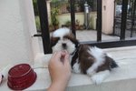 Taiwan Breed Shih Tzu Puppy  - Shih Tzu Dog