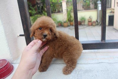 Cute Super Red Toy Poodle Puppy - Poodle Dog