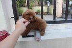 Cute Super Red Toy Poodle Puppy - Poodle Dog