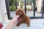 Cute Super Red Toy Poodle Puppy - Poodle Dog