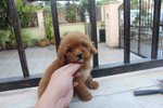 Cute Super Red Toy Poodle Puppy - Poodle Dog